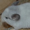 Вайт