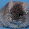 Кубик