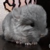 Шкипер