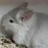 Абрикос