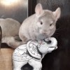 купидон
