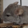 ким