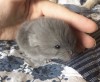 3 дня
