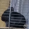 Абу