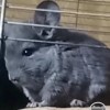 Фараон