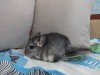 4 мес