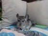 4 мес