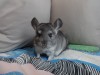 4 мес