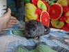 4 мес