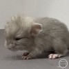 Мишель