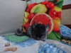 4 мес