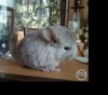 Пико ЧинХелен