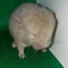 Клэрк
