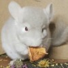 АС Лимонад