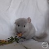 Лав Ева