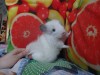 4 мес
