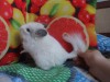 4 мес