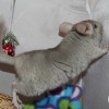 Кори