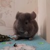Черчилль