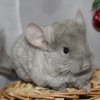 Лика