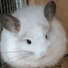 Симба