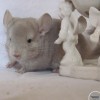 Нектарин