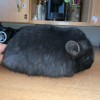 Лиза