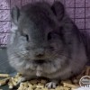 Фаер