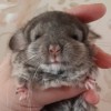 Молли