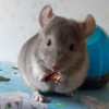 Мартин
