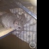 Коржик