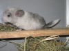 2,5 недели
