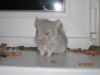 1 месяц