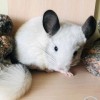 Аникей