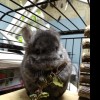 Мартин