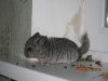 3,5 недели