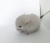 5 дней