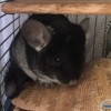 Вилли