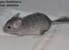 2,5 мес