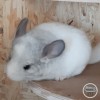 Стич
