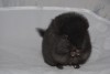 1мес