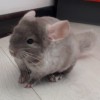 Мишаня