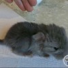 АнвИ Шоколадка