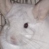 ЛЛойд