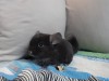 2 мес