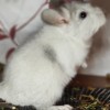 АС Роллон