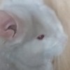 Никка