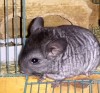 Клара