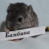Бамбина