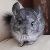 Сильвия
